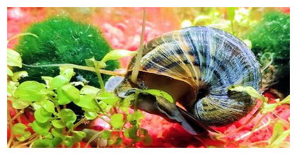 mystery snail